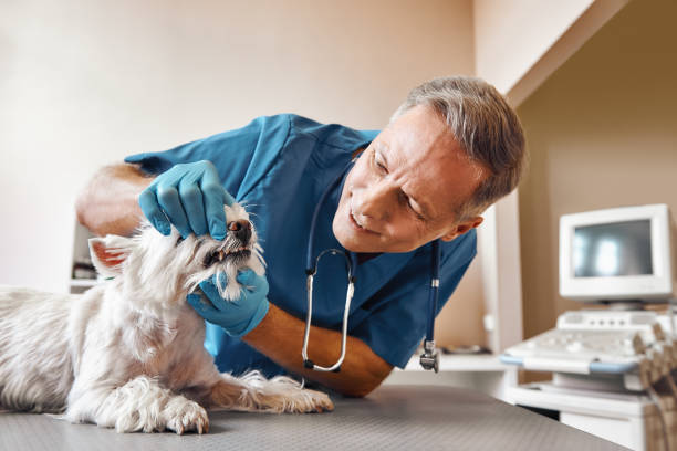 Best Emergency Tooth Extraction in St Clair, MO
